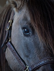 Kiger Mustang Portrait