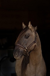 Kiger Mustang Portrait
