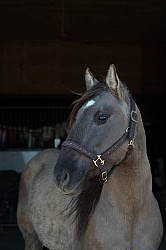 Kiger Mustang Portrait