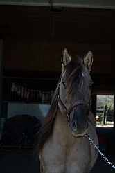 Kiger Mustang Portrait