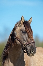 Kiger Mustang Portrait