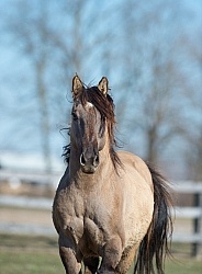 Kiger Mustang Portrait