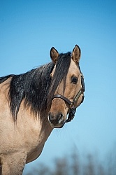 Kiger Mustang Portrait