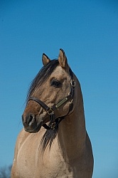 Kiger Mustang Portrait