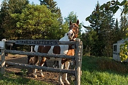 Corral at Horse Country Campground