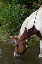 Voyageur Bay Horse Country Campground