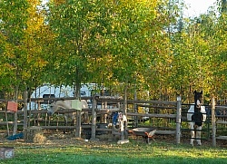 Camping at Horse Country Campground