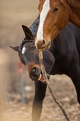 Yearlings Playing