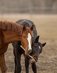 Yearlings Playing