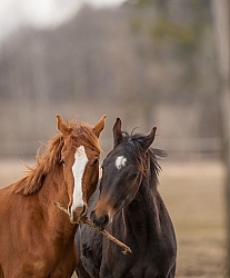Yearlings Playing
