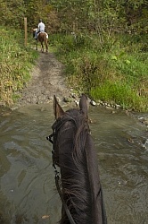 Bailey Boy Crossing the River at Horse Country Campground