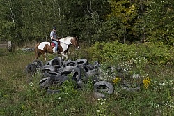 Joe and Major Checking out the Pile of Tires at Horse Country Ca