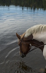 Major Having a Drink at Voyageur Bay at Horse Country Campground