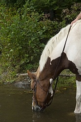 Major Having a Drink at Voyageur Bay at Horse Country Campground