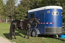 Flicka at Her Horse Trailer at Horse Country Campground
