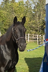 Flicka at Her Horse Trailer at Horse Country Campground