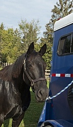 Flicka at Her Horse Trailer at Horse Country Campground