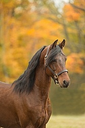 Morgan Portrait, Stallion, Country Rose Time Bandit,Kavanaugh Tr Morgan in the Fall