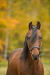Morgan Portrait, Stallion, Country Rose Time Bandit,Kavanaugh Tr Morgan in the Fall Morgan Portrait, Stallion, Country Rose Time Bandit,Kavanaugh Tr Morgan in the Fall