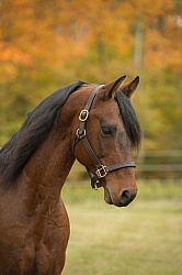 Morgan Portrait, Stallion, Country Rose Time Bandit,Kavanaugh Tr Morgan in the Fall Morgan Portrait, Stallion, Country Rose Time Bandit,Kavanaugh Tr Morgan in the Fall