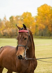 Morgan Portrait, Alpha Star First Asset,Kavanaugh Training Stabl Morgan in the Fall Morgan Portrait, Alpha Star First Asset,Kavanaugh Training Stabl Morgan in the Fall