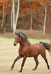 Morgan in the Fall Morgan in the Fall