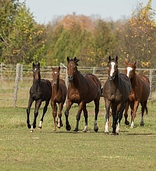 Mares and Foals