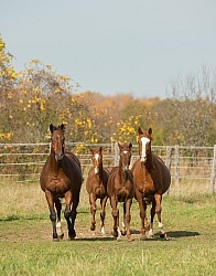 Mares and Foals