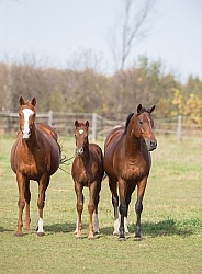 Mares and Foals