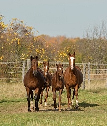 Mares and Foals
