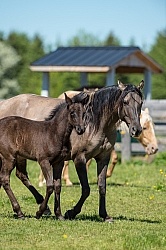 Rocky Mountain Mare and Foal