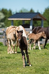Rocky Mountain Foal Bonnie View Farm