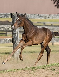 Standardbred Foal Free Running