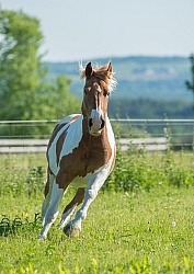 Belgian Paint Free Running