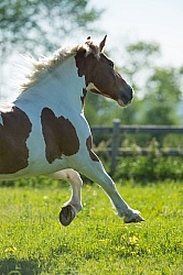 Belgian Paint Free Running