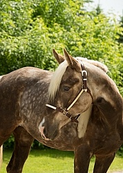 Rocky Mountain Horse Portrait, Bonnie View Farm
