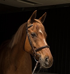 Thoroughbred Portrait, Off Track