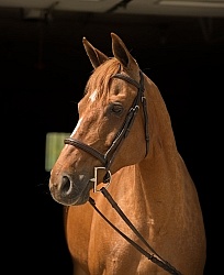 Thoroughbred Portrait, Off Track