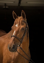Thoroughbred Portrait, Off Track