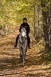 Arabian on the Trail