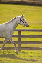 Arabian Free Running