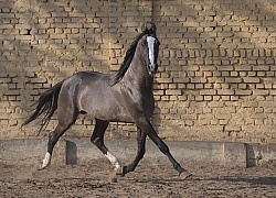 Marwari free running