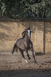 Marwari free running