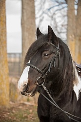 Mystical Meadows Gypsy Vanners Gypsy Vanner