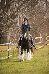 Mystical Meadows Gypsy Vanners Gypsy Vanner