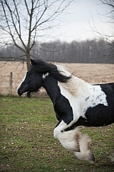 Mystical Meadows Gypsy Vanners Gypsy Vanner
