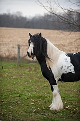 Mystical Meadows Gypsy Vanners Gypsy Vanner