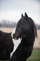 Mystical Meadows Gypsy Vanners Gypsy Vanner