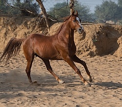 Marwari Free Running