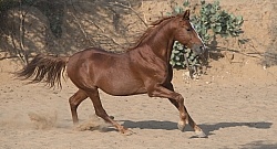 Marwari Free Running